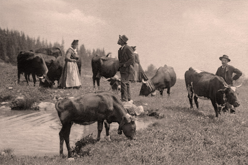 Des paysans gardant les vaches sur l'alpage au si&egrave;cle dernier